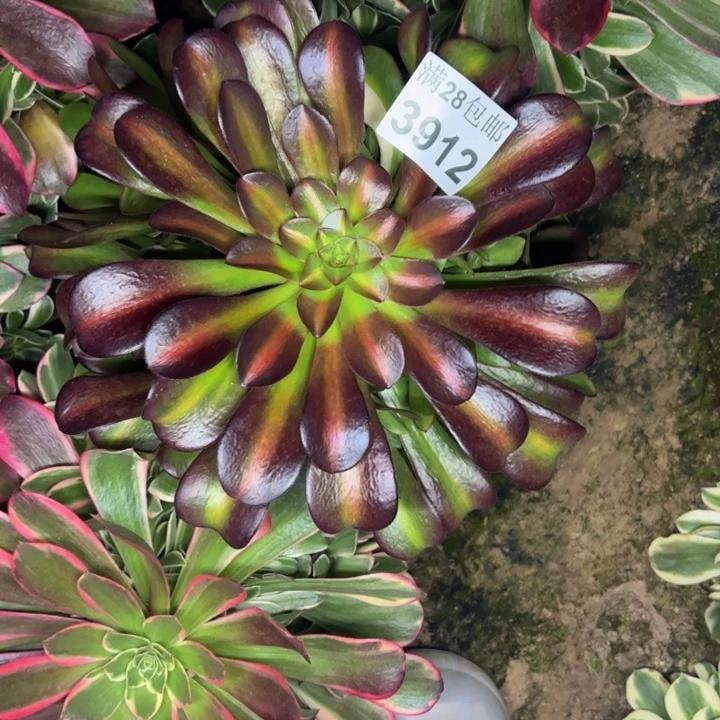 3912中搬多肉植物