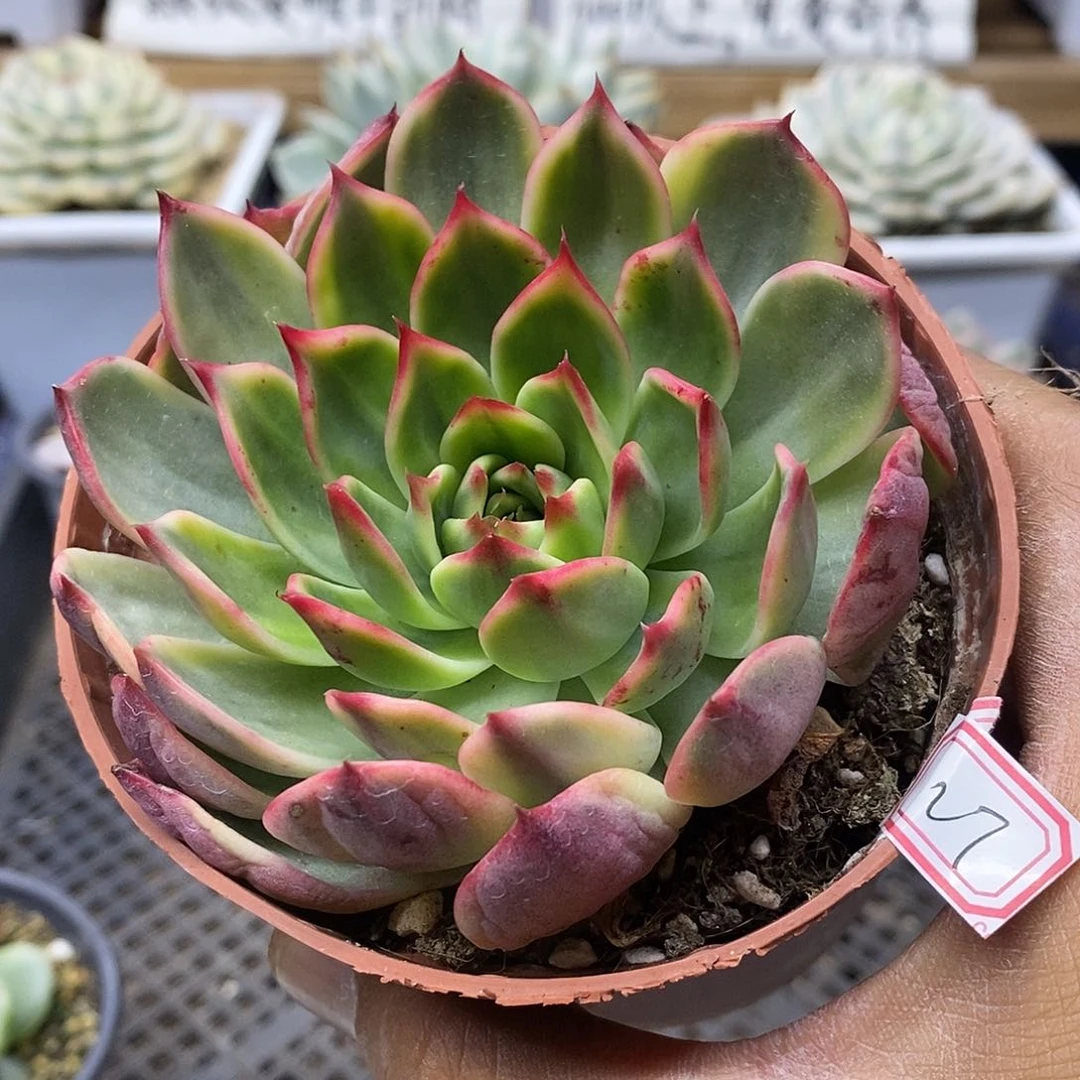 23127 大桃花覆轮锦