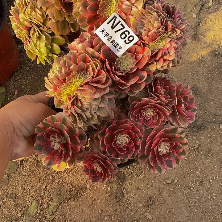 多肉植物倾城缀769多肉