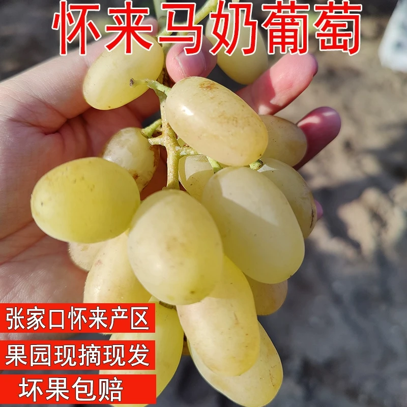 河北张家口怀来夹河白马奶葡萄沙城牛奶青提子产地直发带箱