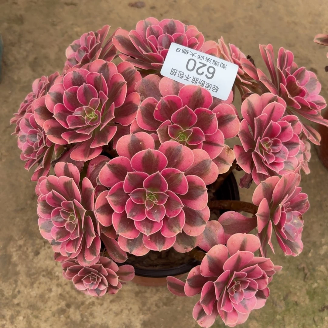 620美杜莎丛林多肉植物