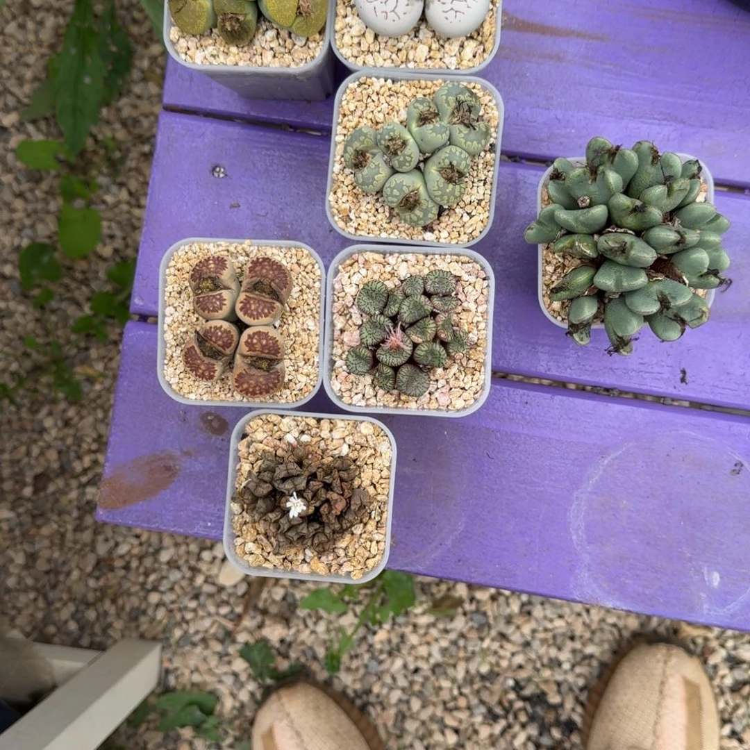 靖***雯生石花 7颗 一物一拍