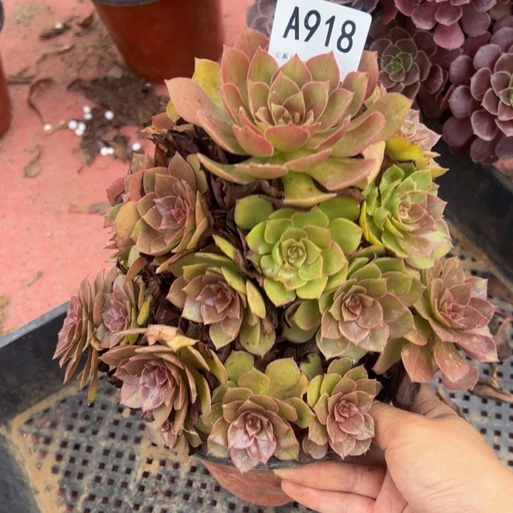 桃花石多肉植物918.