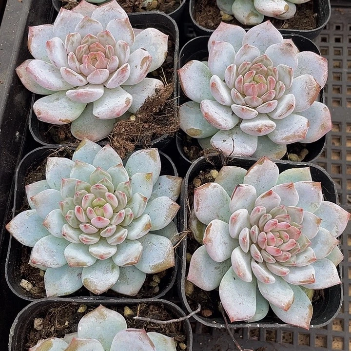 玉芙蓉带盆土发货