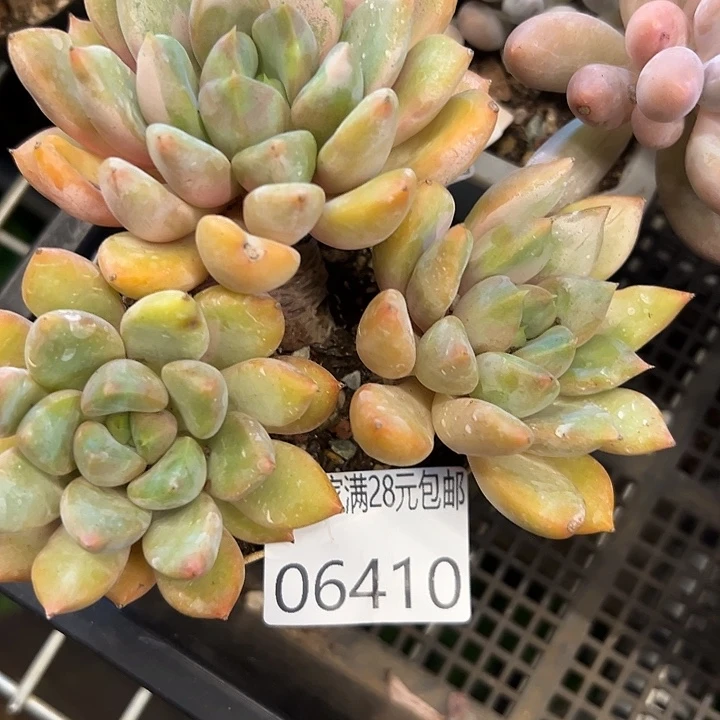 幸运的是我还没遇到过