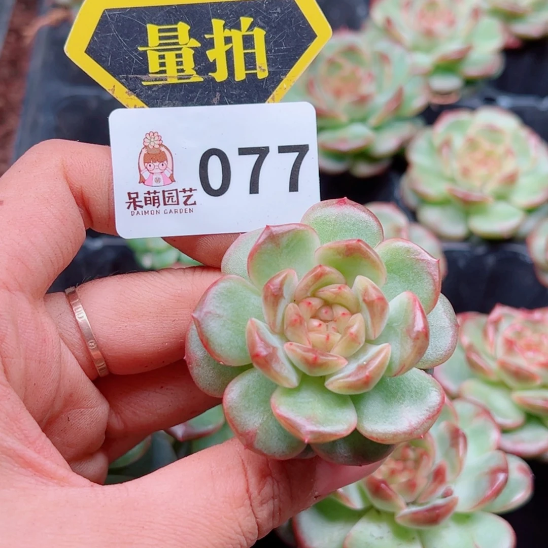 多肉植物多肉植物