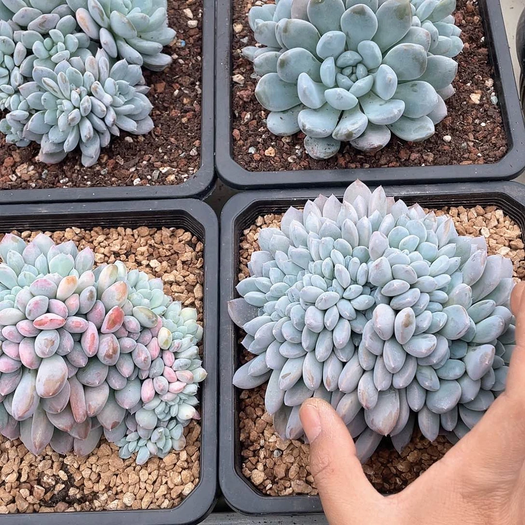 菩提子缀化15厘米可挑