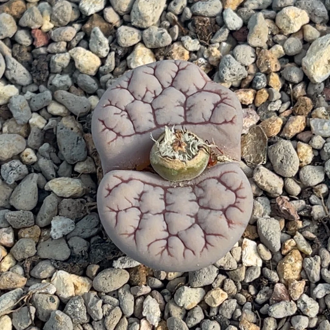 9933粗红纹粉皮261