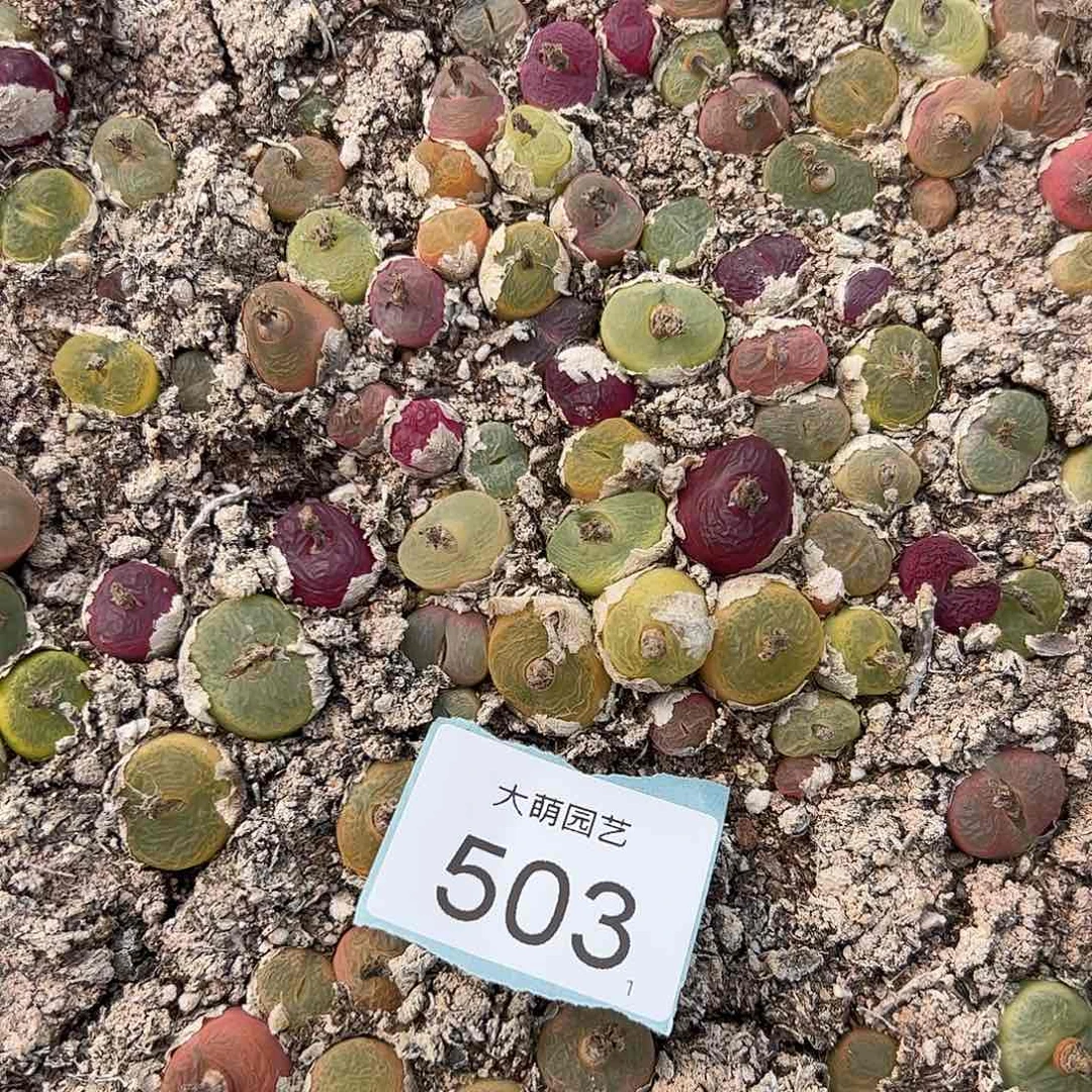 0000503量拍毛汉尼25颗