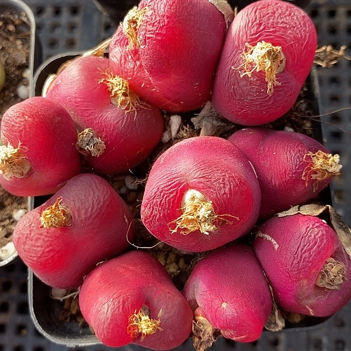 大红双头母本一颗。