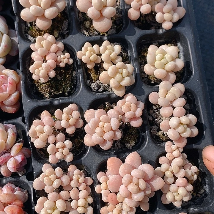 358 多肉植物盆栽花卉植物