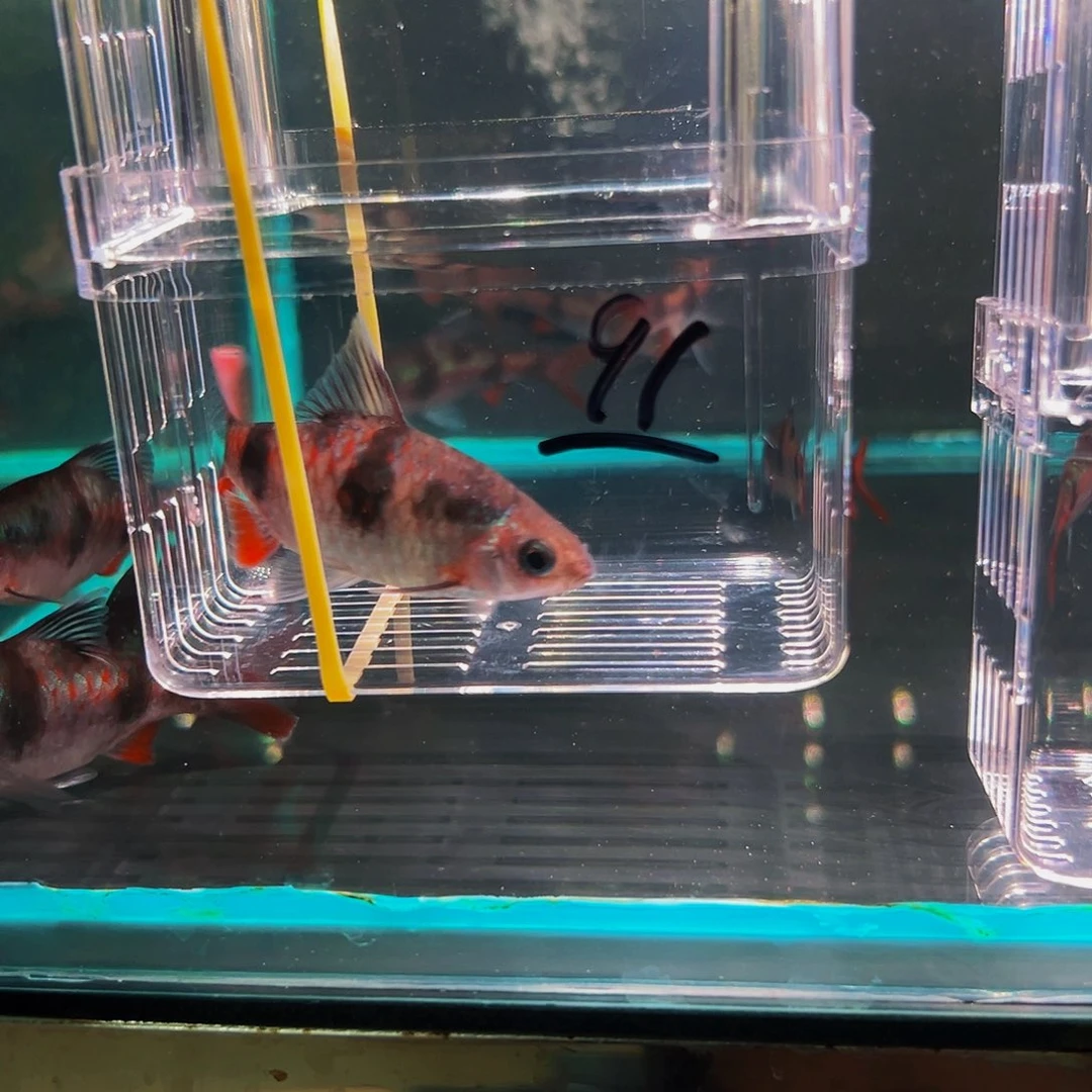 工具鱼红尾鱼91鱼鱼鱼