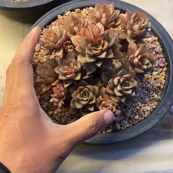 <****9多肉植物一物一拍