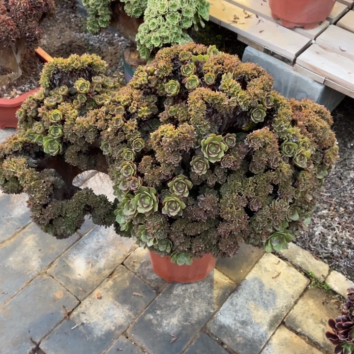 法师老桩缀化万圣节