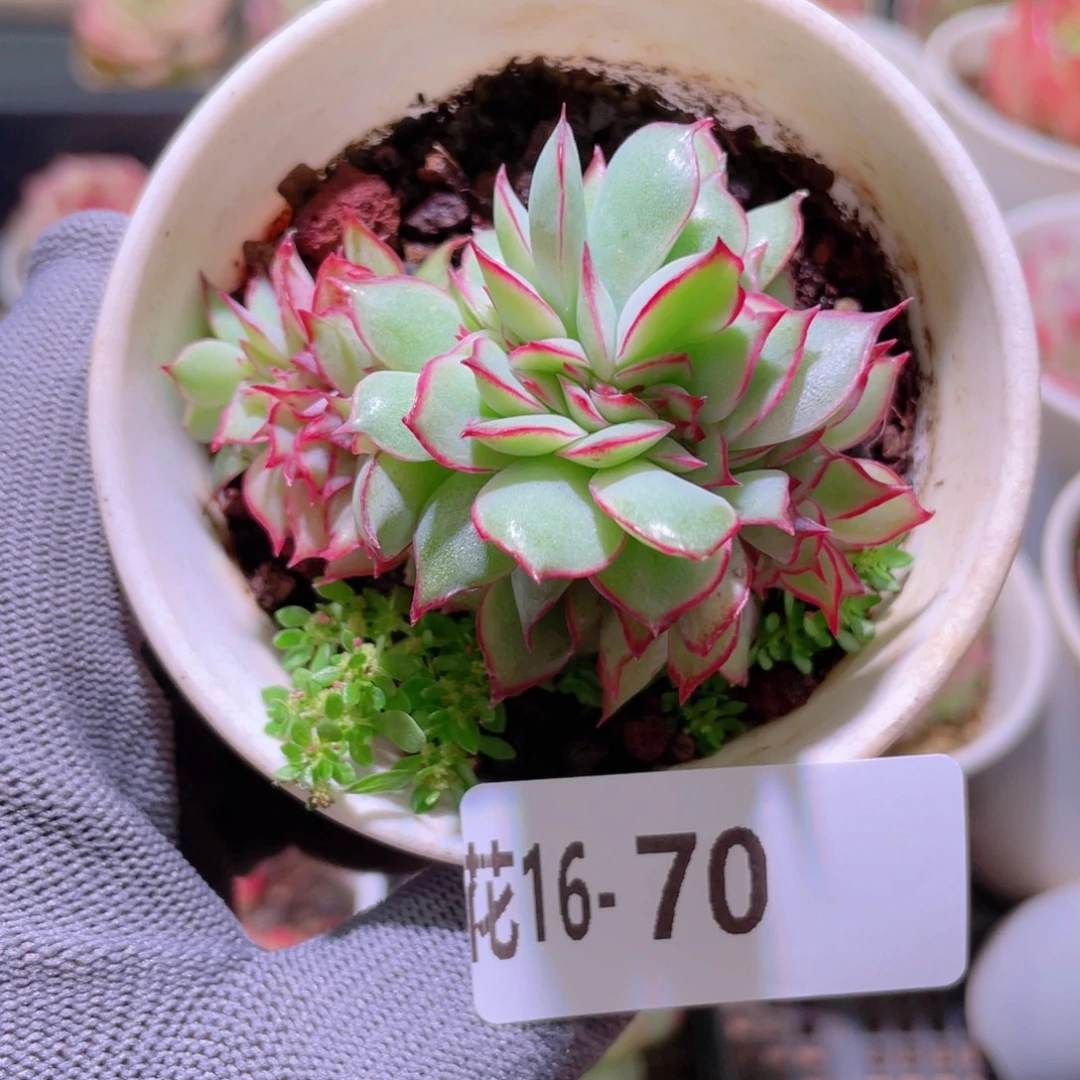 花利美16-70月光女神缀化