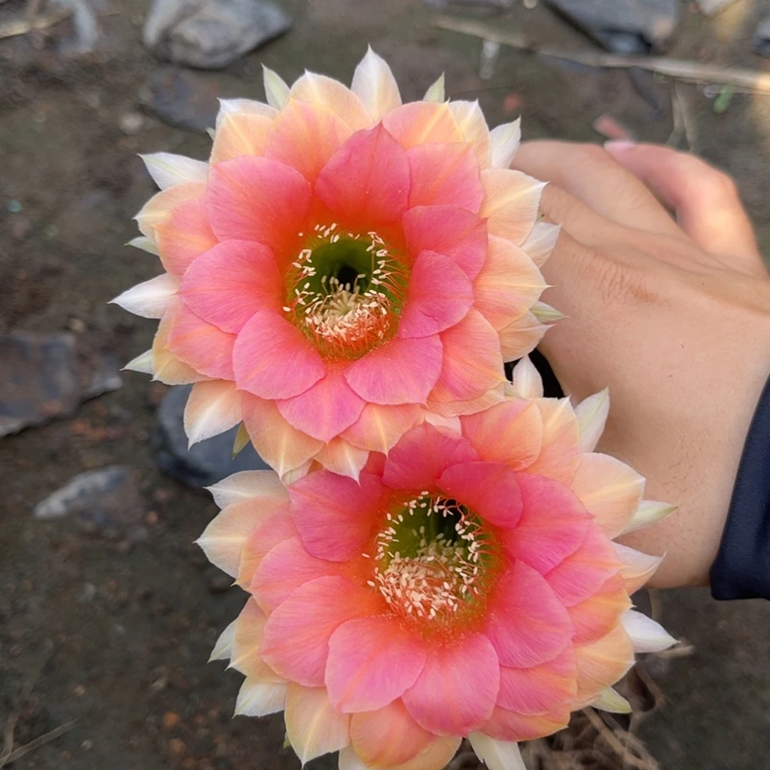 *****实生黑金刚仙人球1