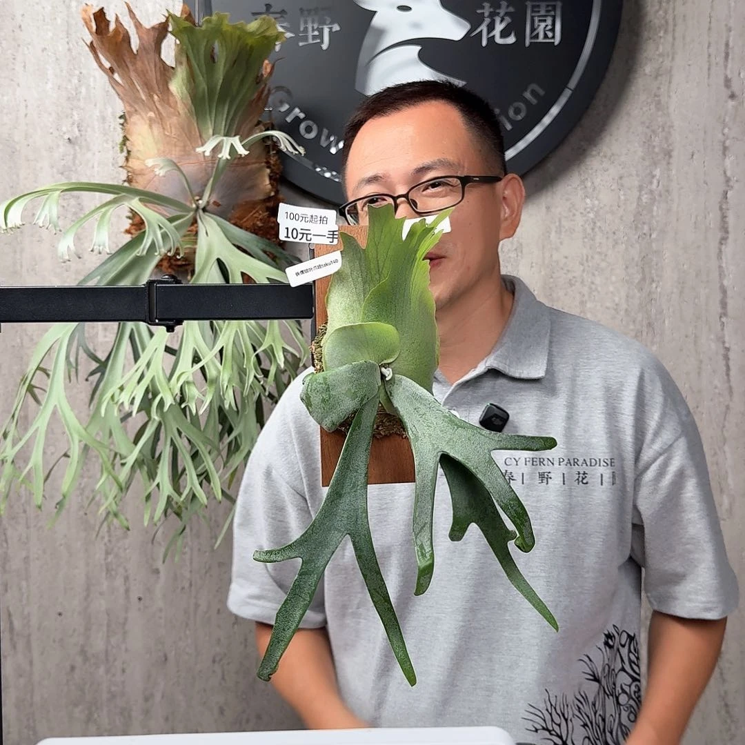 完全开放绿植绿植绿植绿植