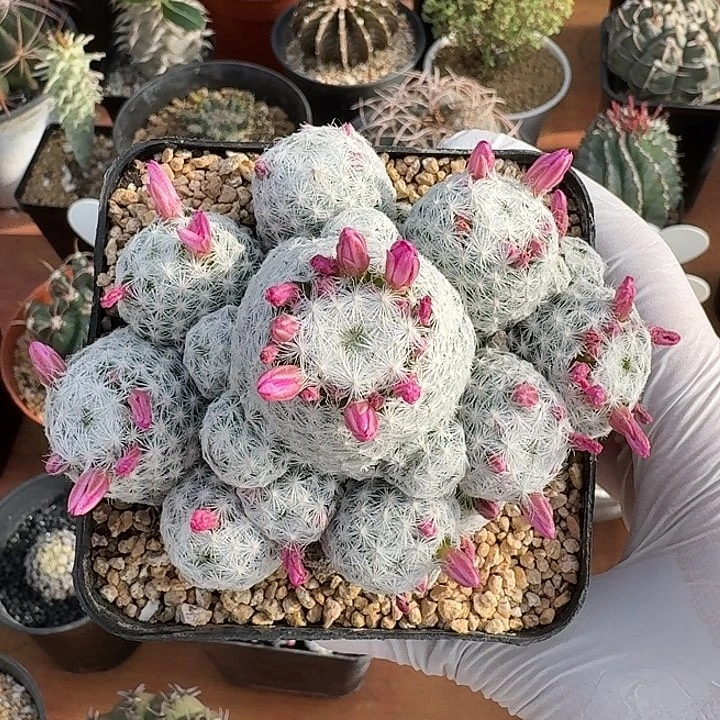 姬春星仙人球12345