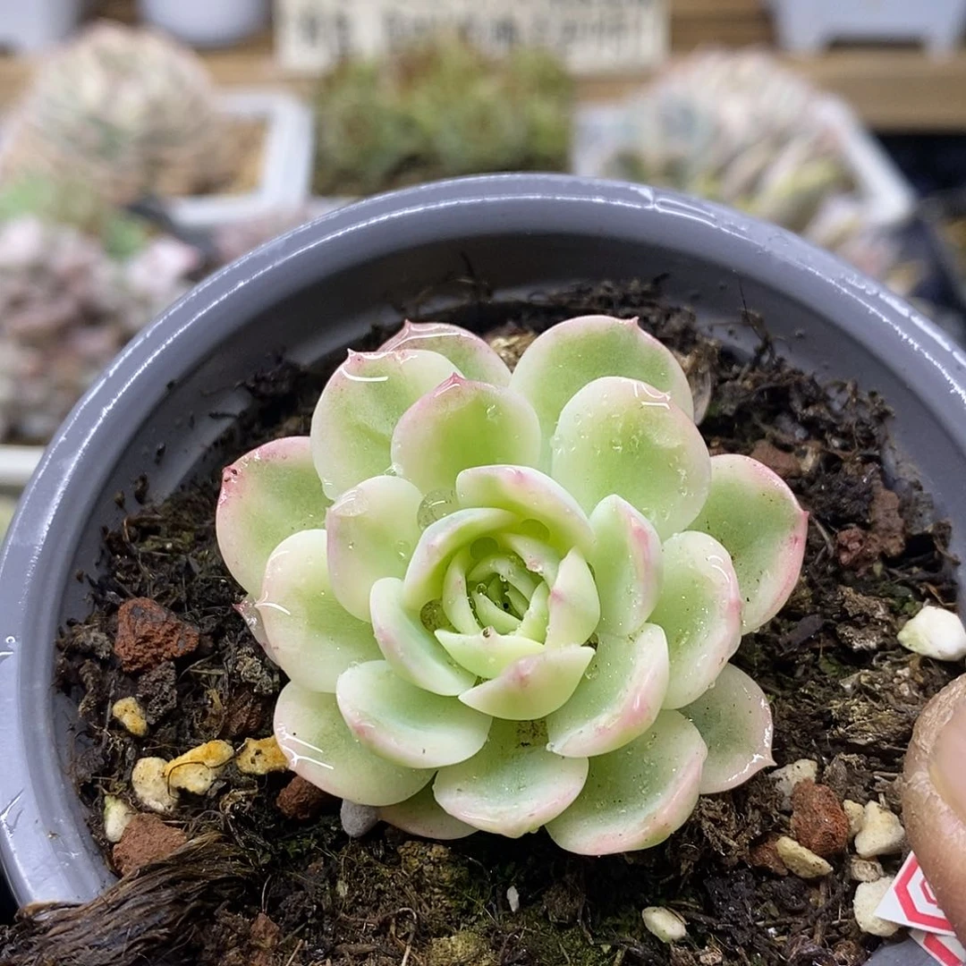 0250 茉莉花覆轮锦