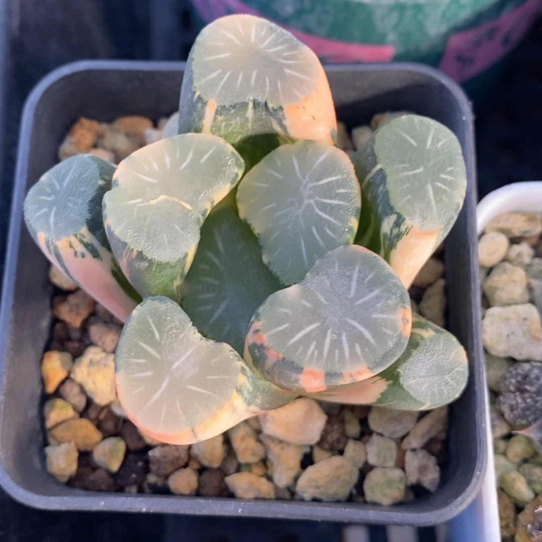 一颗实生白瓷X飞鸟万象锦