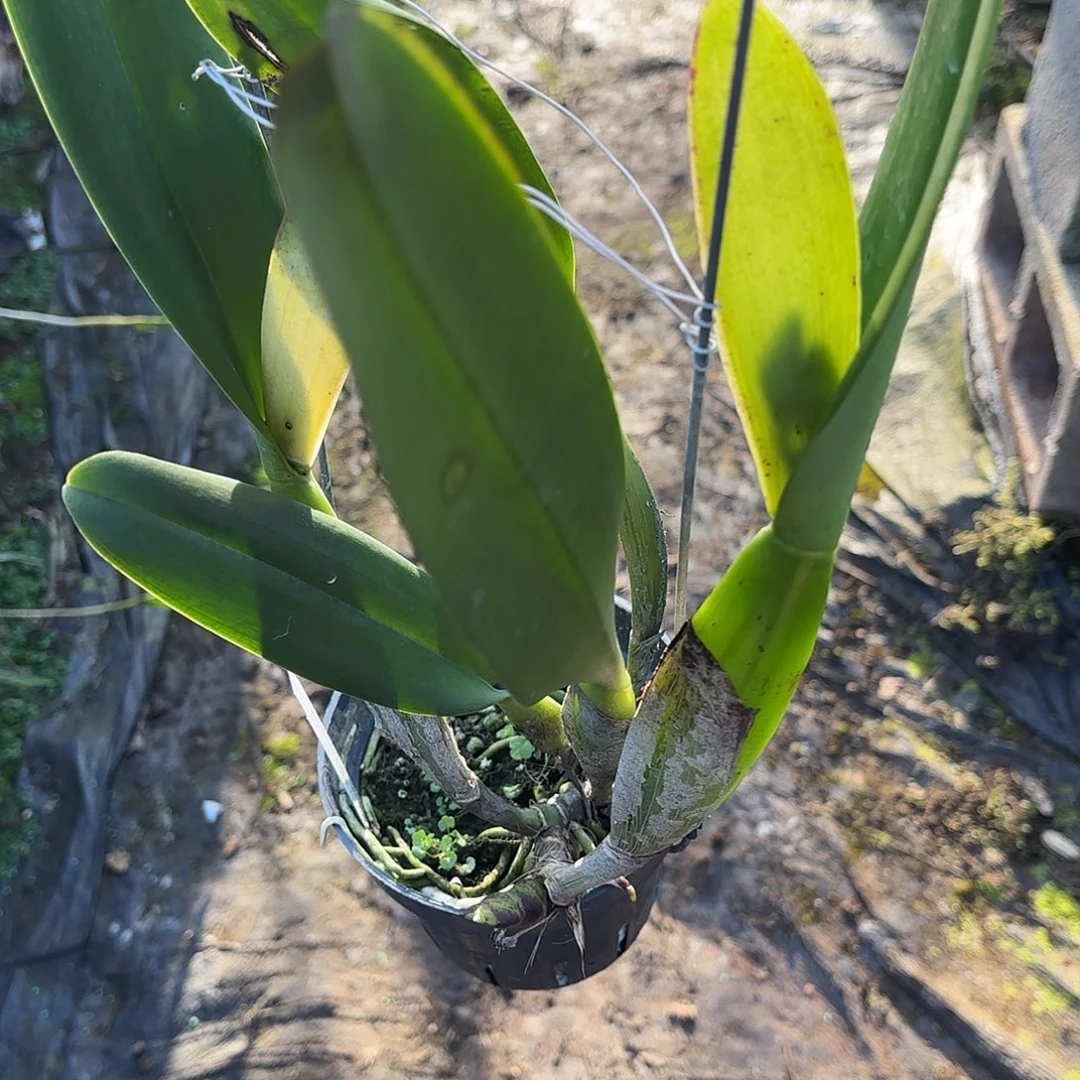 完全开放南球卡特兰