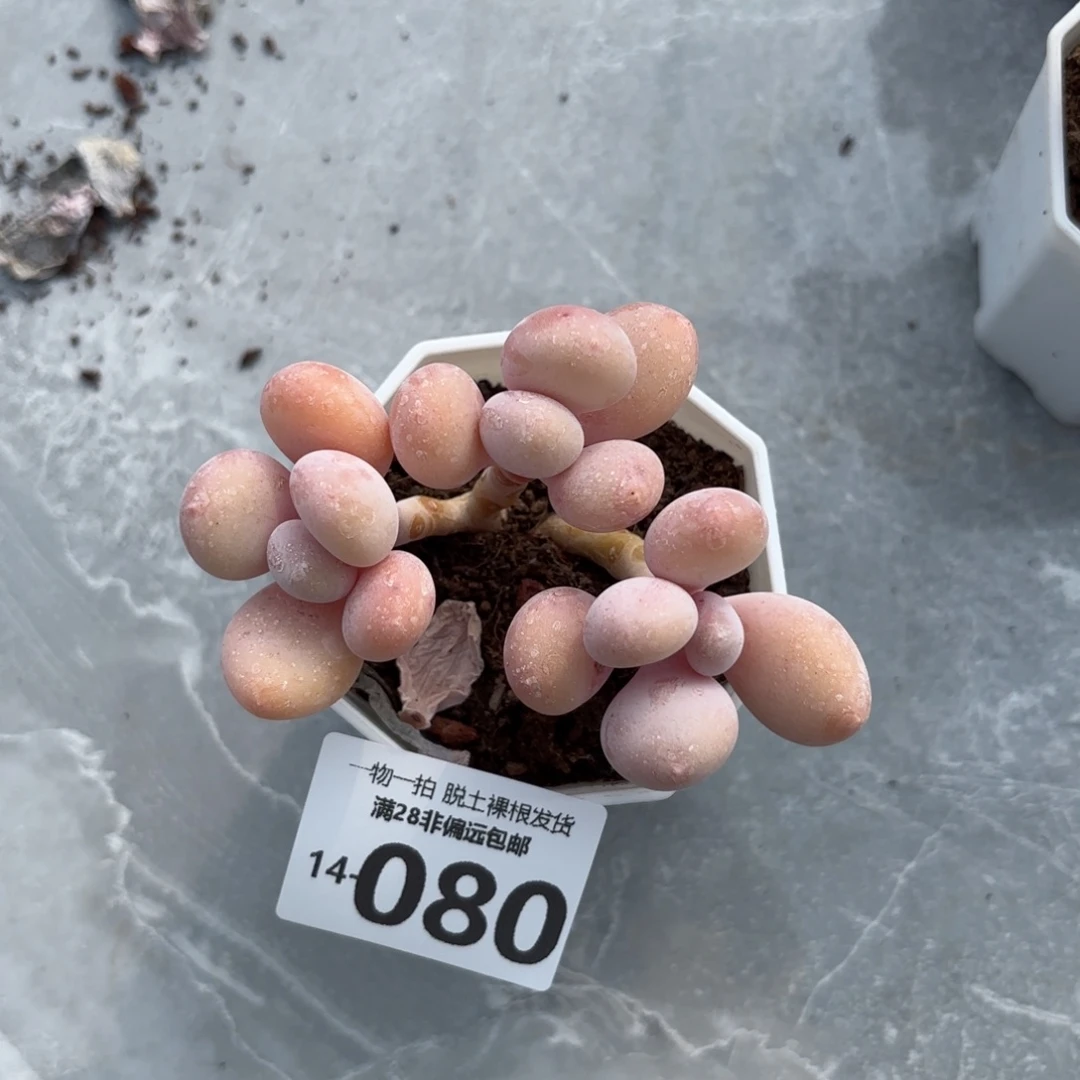 蛋黄奶多肉多肉多肉