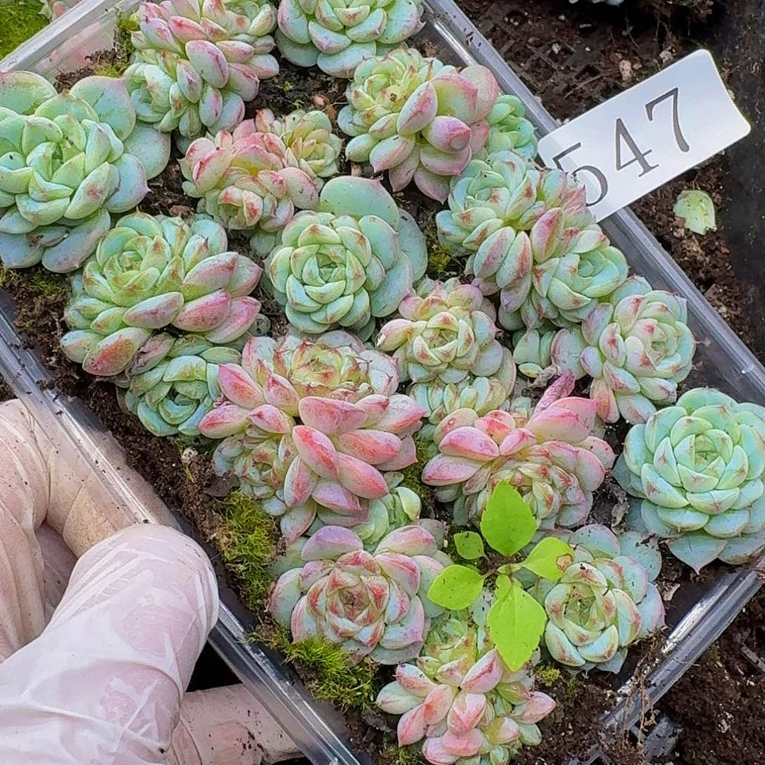 多肉植物多肉植物547
