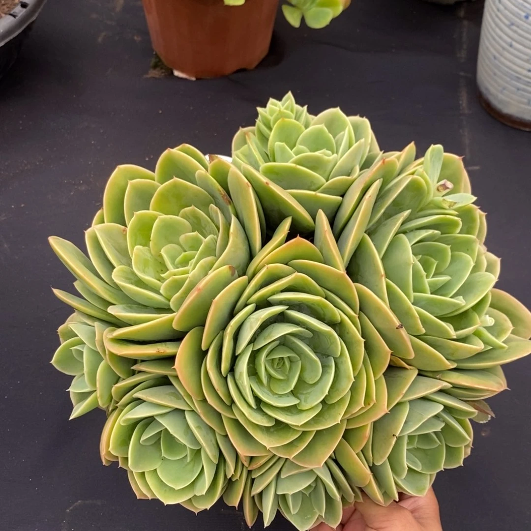 夏悦多肉8028-145星娜塔