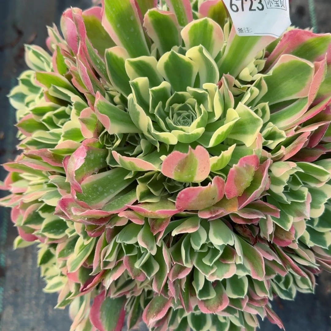 林6723白凤多肉多肉