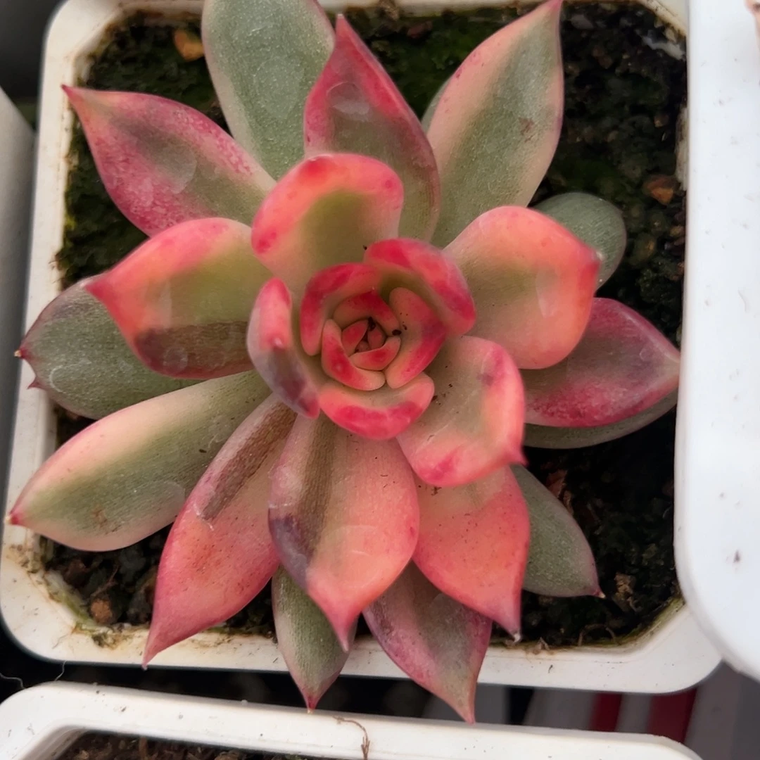 火焰玫瑰锦多肉植物