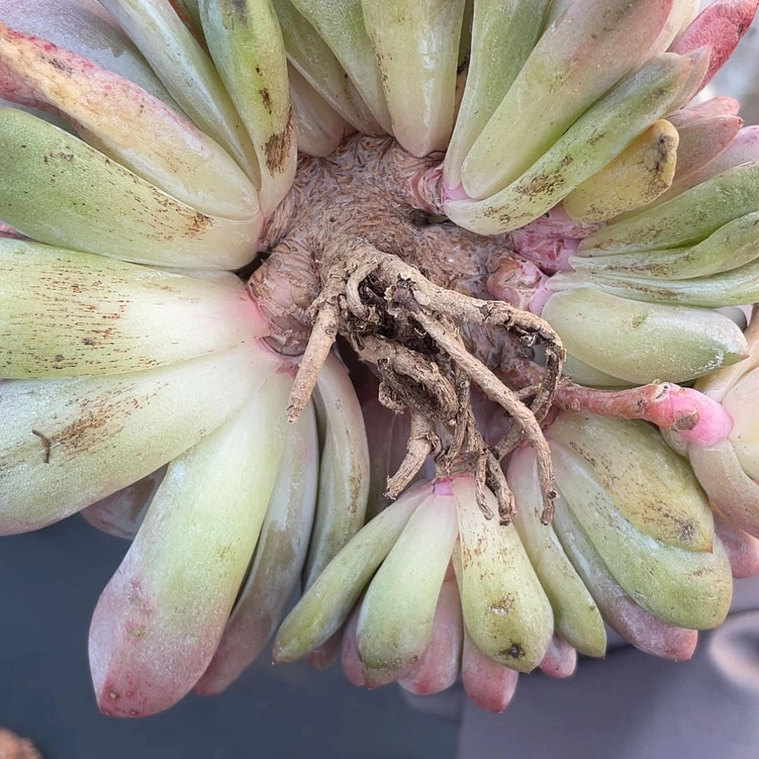 橙梦露实生16头朵朵缀