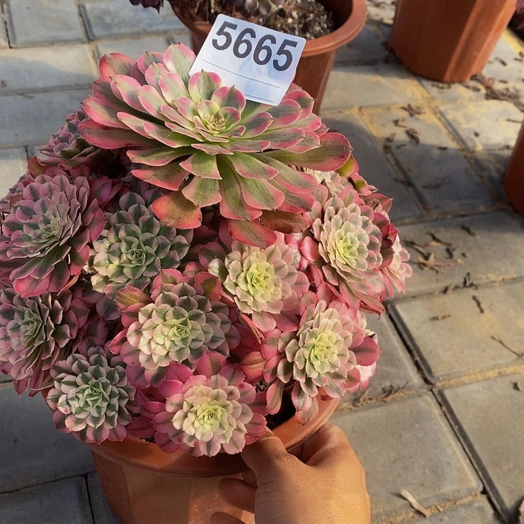 (***)5665红铜白444444紧凑型