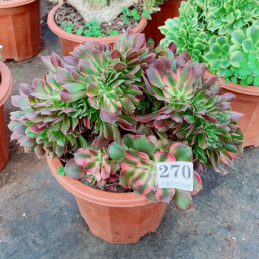 270号香妃缀化多肉植物法师