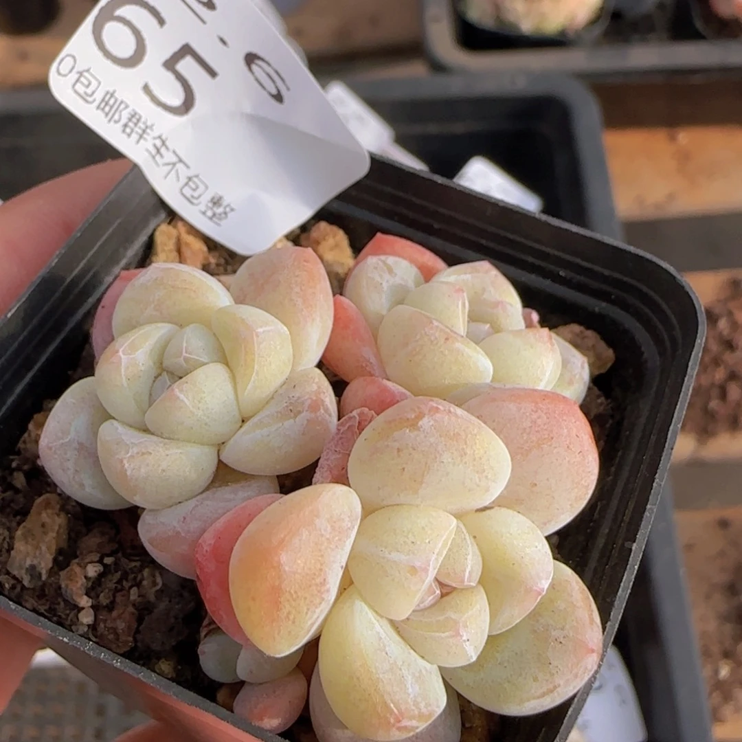 三头冰玉一颗脱土