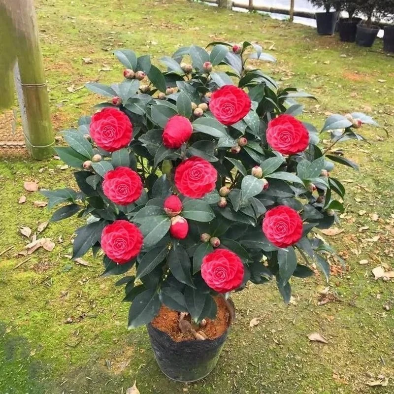 正品中国红赤丹山茶花树四季长青六角大红茶花当年开花可养成大树