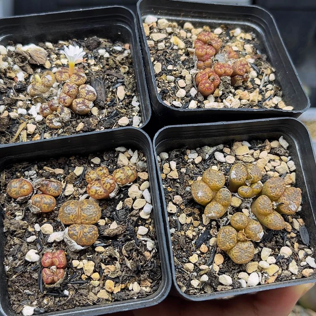 一物一拍一件包邮勋章8316