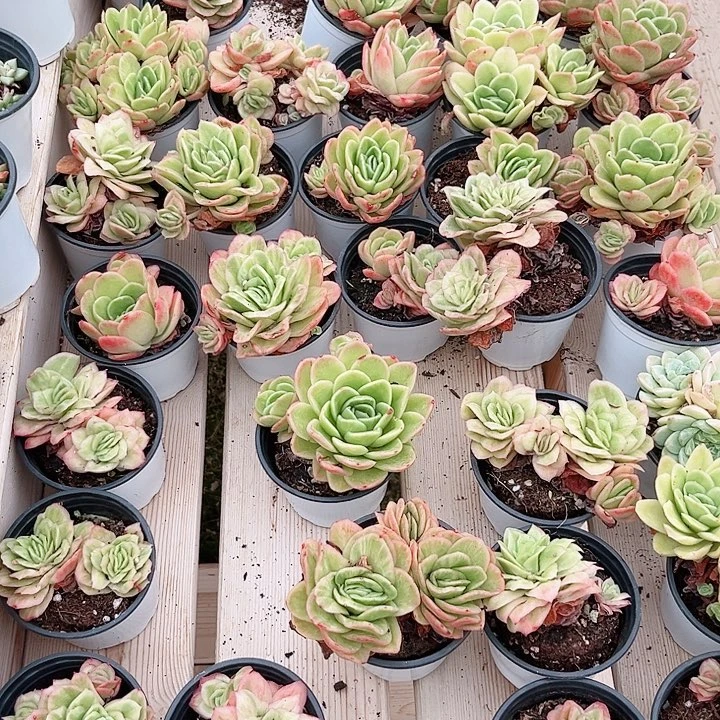 冰玫瑰多肉植物混发