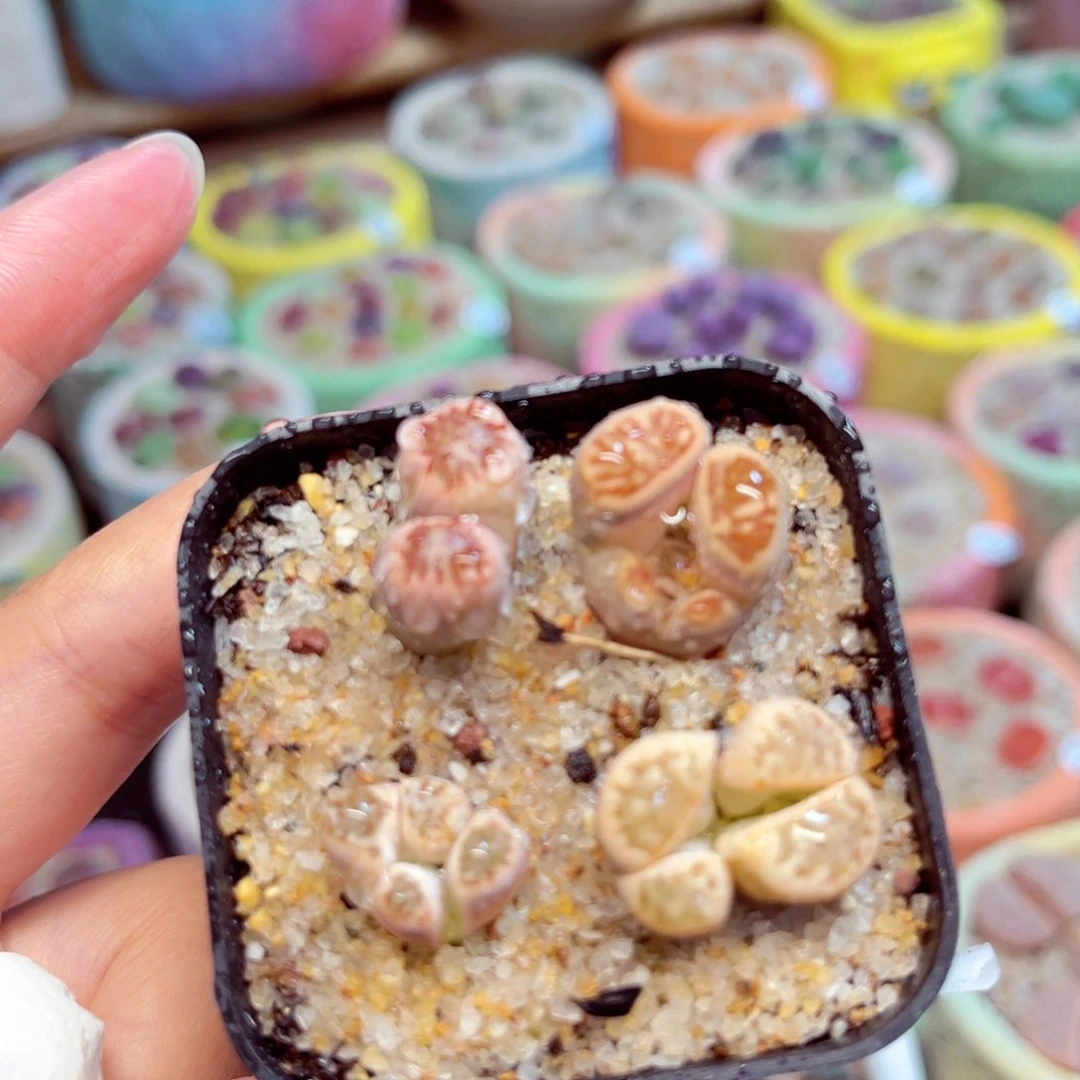 102。 88888888888888888