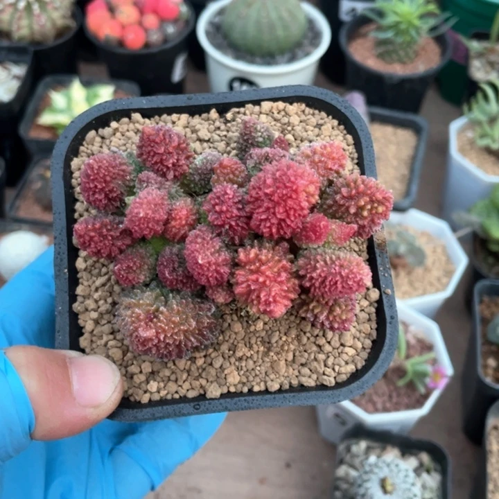 519大盆朱子玉多头