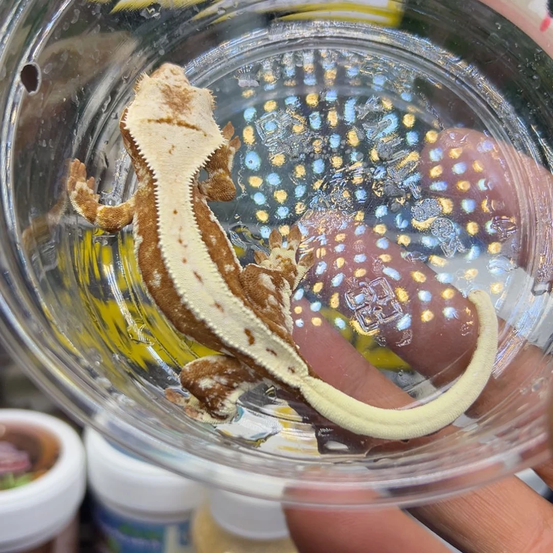 睫角守宫红底莉莉