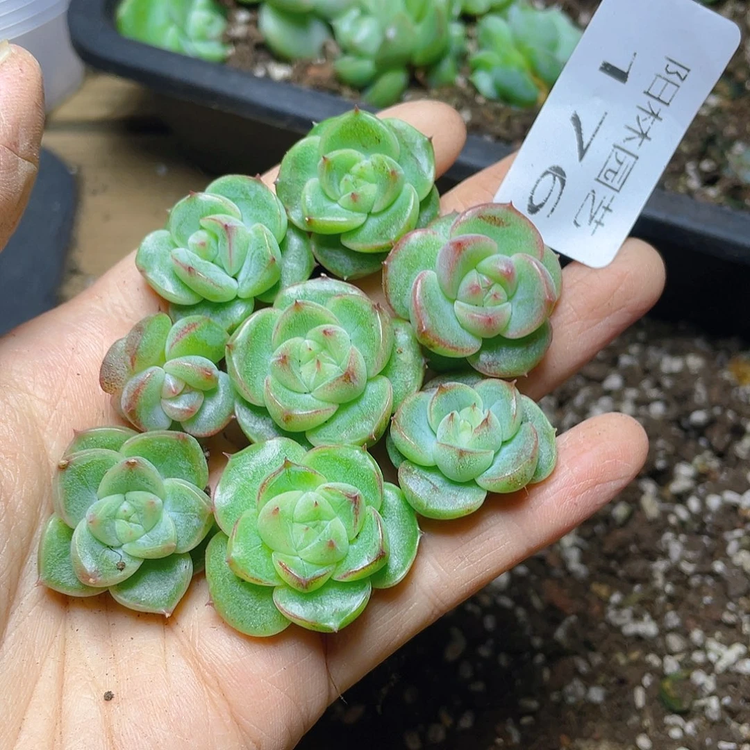 多肉植物多肉植物176