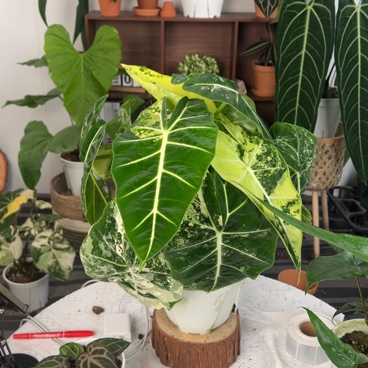 不开花植物绿天鹅锦