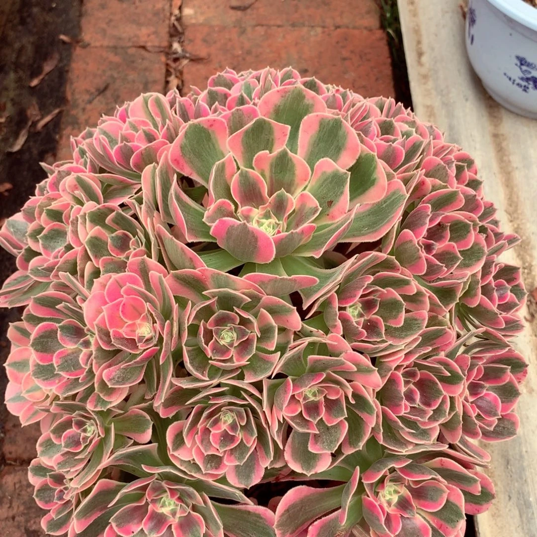 粉女郎，多肉植物的