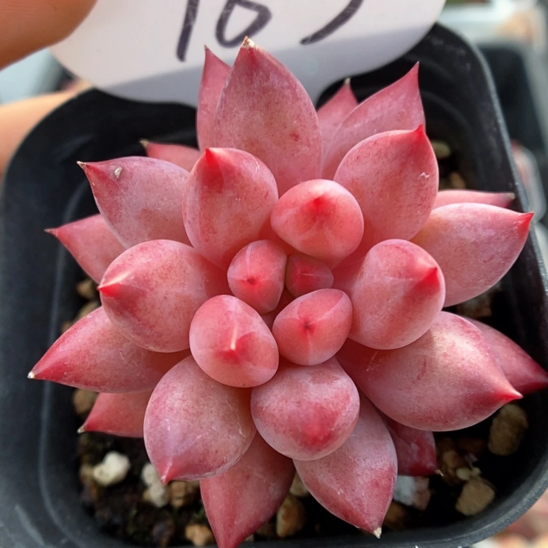 金鱼姬可拍783号。