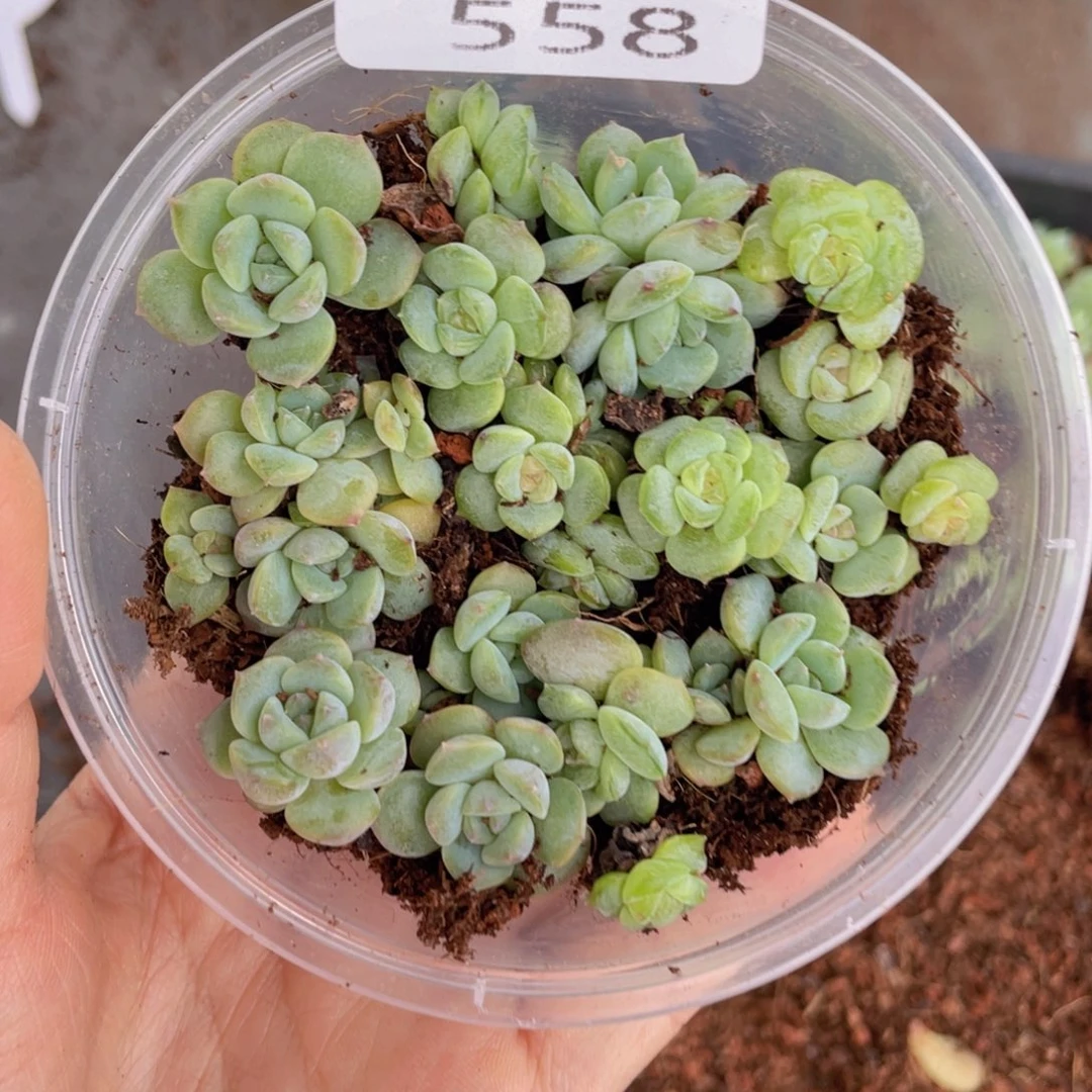 哦**喽云糖心多肉植物558