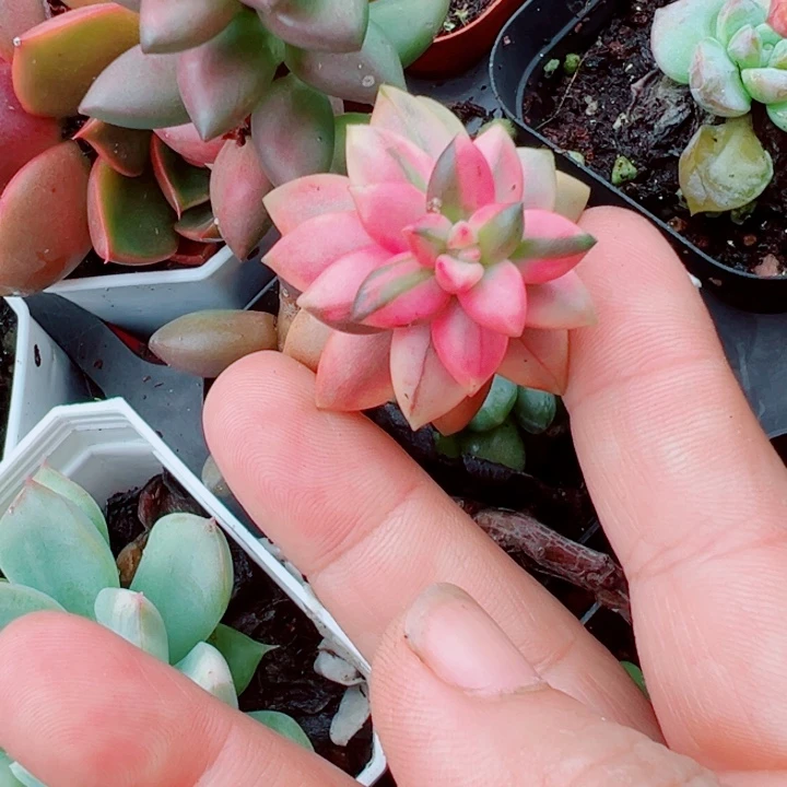 黑美人锦多肉植物297