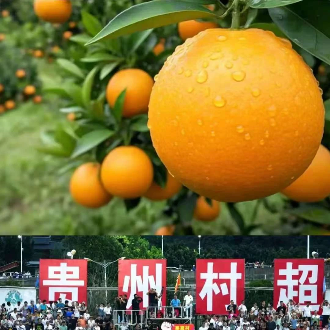 贵州黔东南榕江高山脐橙现摘现发