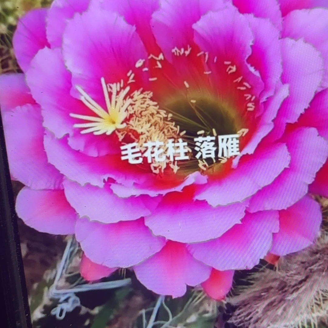 落雁毛侧牙20包邮59