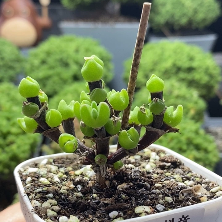 枝干兔子8232枝干番杏
