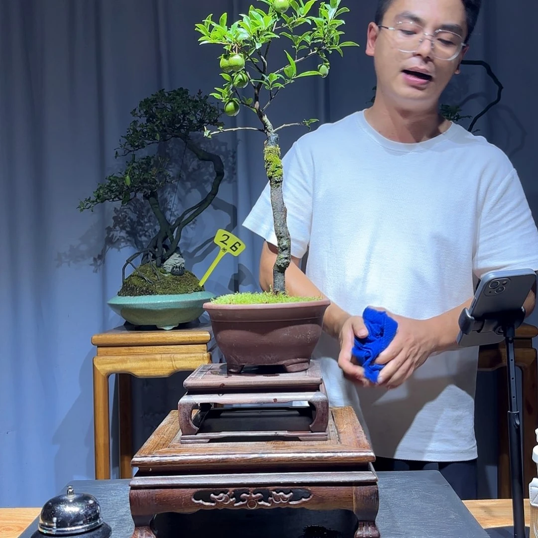 一***茶无花朵金弹子是真的好看